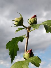 Hibiskus Knospe © domii