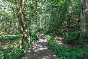 Forrest Walk Dirt Path