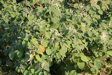 Fototapeta na wymiar Fallopia japonica or Japanese knotweed. General view of flowering plant