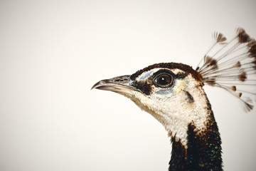 Pfau Kopf grün schillernd Kopfschmuck