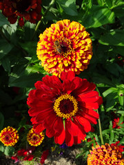 Several Zinnia flowers in a garden with a bee collecting pollen in summertime in Nebraska          