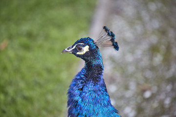 Obraz premium Pfau blau Kopf bunt Gefieder schilernd