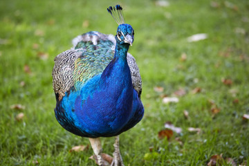 Pfau blau Kopf bunt Gefieder schilernd