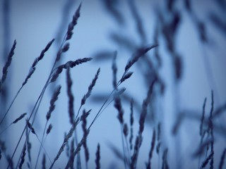 frozen branches in snow