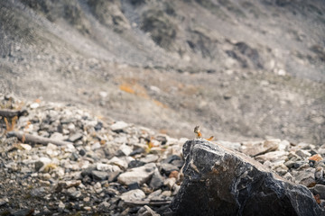 A very small chipmunk on a rock in the mountains of Colorado. 