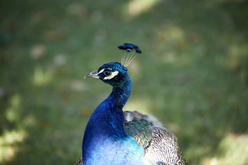 Fototapeta premium Pfau blau Kopf bunt Gefieder schilernd