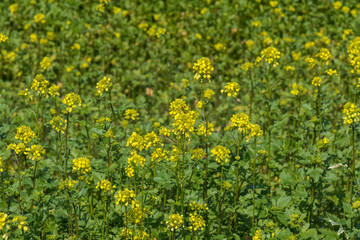 Blühender Rapsacker