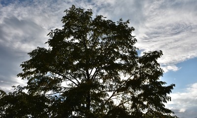 cloudy heaven in Saxony