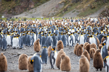 penguin in the arctic