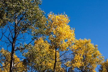 Quaking Aspens (Populus tremuloides) changing color in the Fall, Williams, Arizona