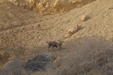 Nubian Ibex walks in Nahal Shani, Red Canyon near Eilat, Israel