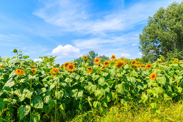 Fototapeta na wymiar Yellow sunflowers on green meadow against blue sunny sky with white clouds, Poland