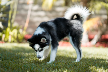 Obraz premium Pomsky Puppy on the Grass
