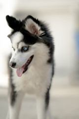 Pomsky Puppy With Blue Eyes