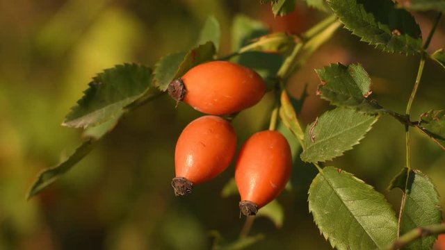 Rose hips on bush close-up