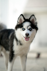 Pomsky Puppy Looking at Camera