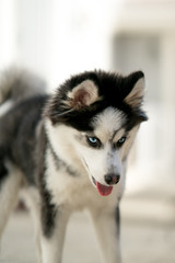 Pomsky Puppy With Blue Eyes