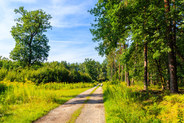Cycling path in Niepolomicka forest near Cracow city on sunny summer day, Poland