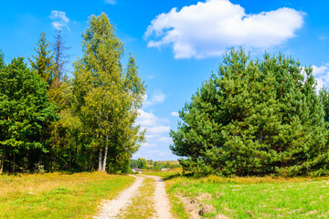 Fototapeta na wymiar Rural road and green trees on sunny summer day near Olkusz town, Poland