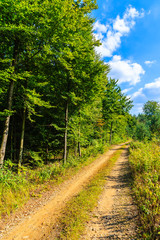 Fototapeta na wymiar Rural road and green trees on sunny summer day near Olkusz town, Poland