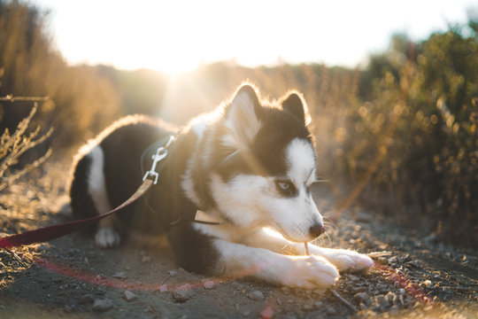 Cute Pomsky Playing With a Stick
