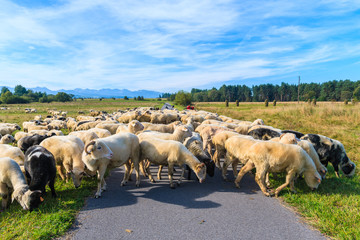 Sheeps grazing on green meadow near cycling track in Czarny Dunajec village, Tatra Mountains, Poland