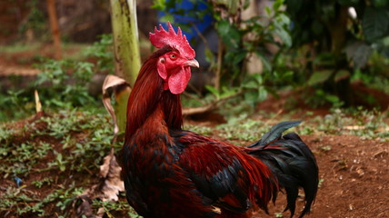 portrait of a rooster