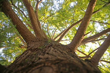 tree bottom view