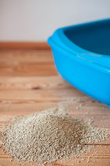 Cat toilet blue and black and white kitten on the wooden floor. The concept of cleaning the urine-absorbing fluid filling the toilet, unpleasant smell.