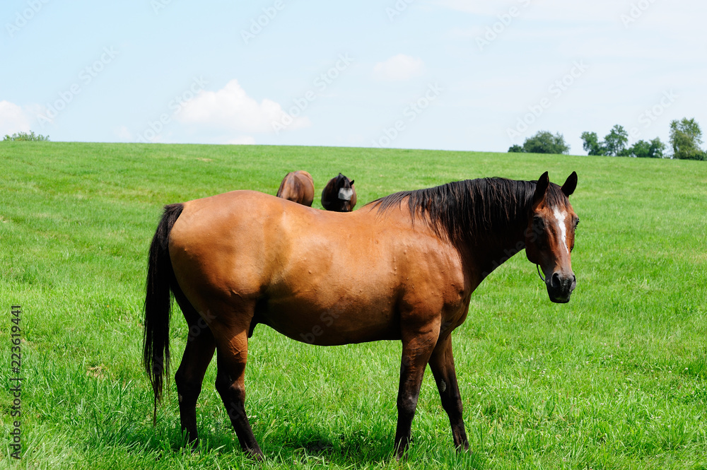 Wall mural thoroughbred