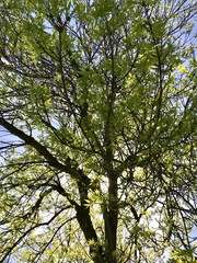 Obraz premium close up of green deciduous treetop
