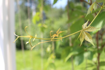 branch with green leaves