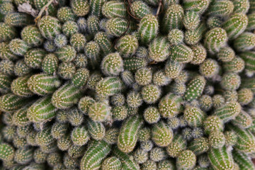 Top view of many small cactuses 