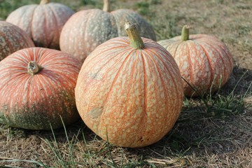 One too Manu Kürbisse