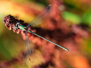 Green and cyan dragonfly from top view
