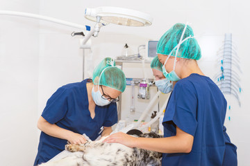 team of veterinarians in the surgical room preparing a dog for surgery