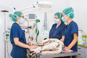 team of veterinarians in the surgical room preparing a dog for surgery