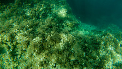 Fototapeta na wymiar Day underwater in the paradise