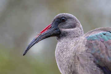 Hadeda ibis (Bostrychia hagedash) portrait
