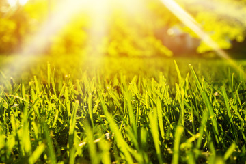 Tranquil fresh grass for growth and water concept mother nature.  Copy space for text.