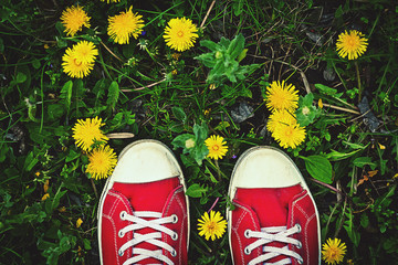 colorful shoes on green grass with dandelions