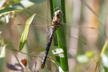 Lance-tipped Darner (Aeshna constricta)