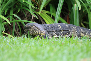 Large Water Monitor the danger lizard and reptile animal in the garden