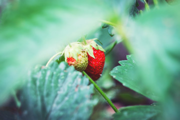 wild strawberry on a branch