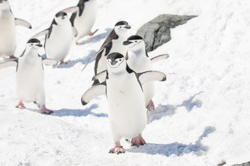 penguin in the arctic © sarah