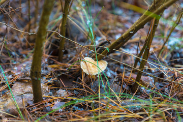 Snowy mushroom