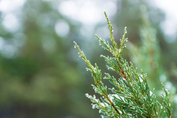 Water dropped young Pine-tree close up background