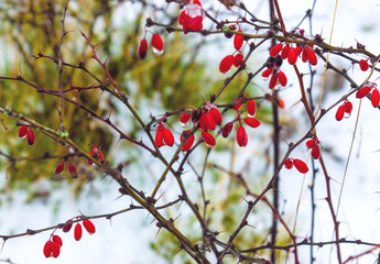 Wild dogrose berries in winter forest close up