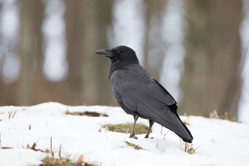 雪の上のハシボソガラス