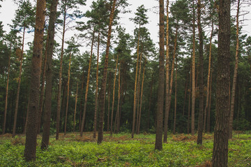 Forest in Poland